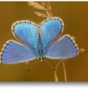 Le papillon LEPIDO : matériel pour les 6-12 ans