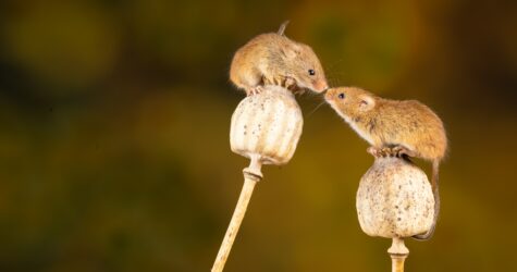 Une histoire de souris